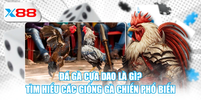 Đá gà cựa dao